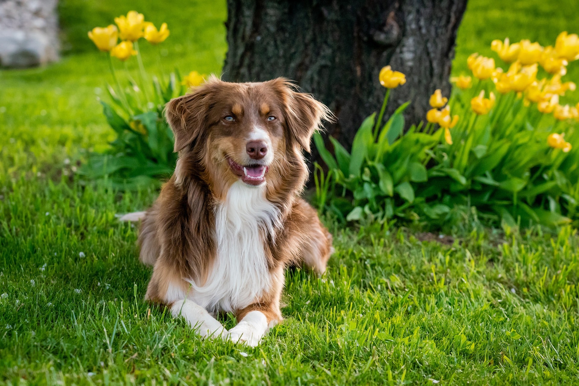 australian-shepherd-gb42